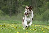 BORDER COLLIE 981